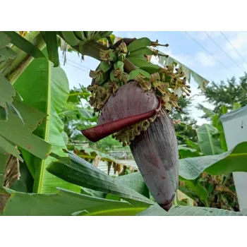 Banana Flower